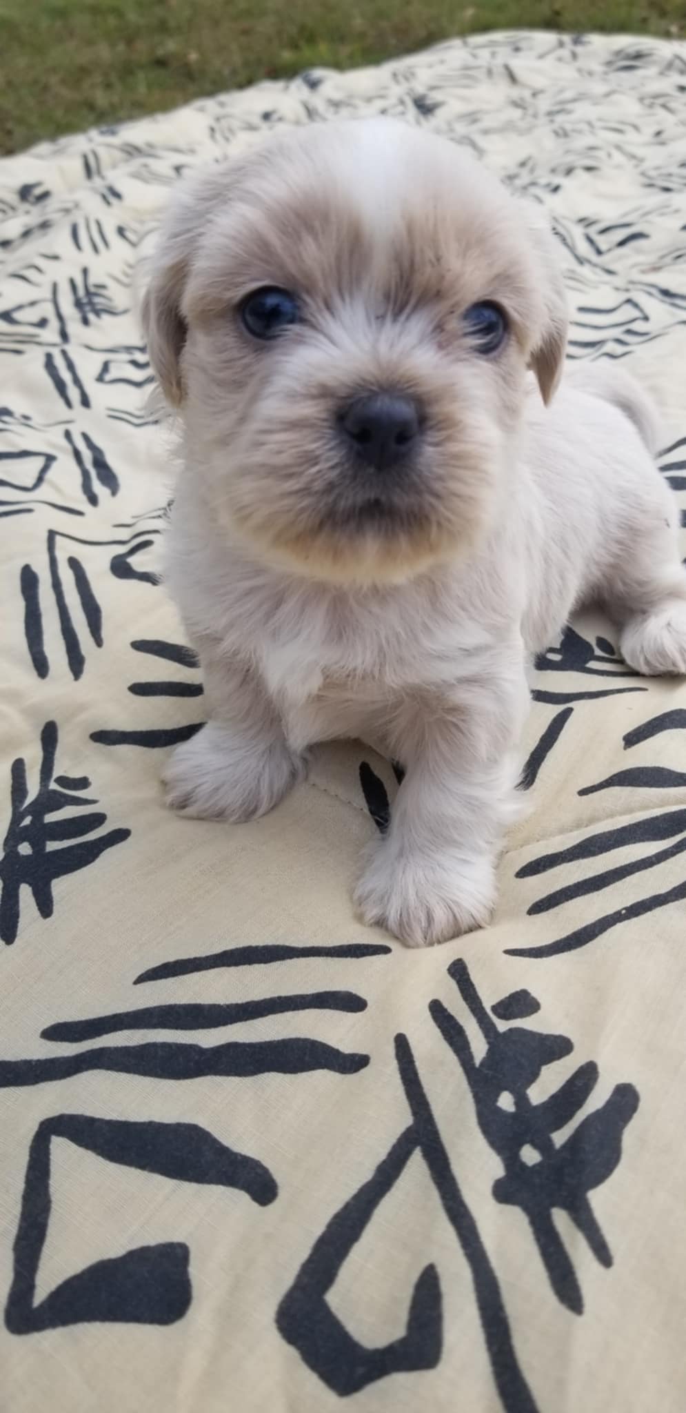 100% PURE SHIH-TZU PUUPIES PAYMENT